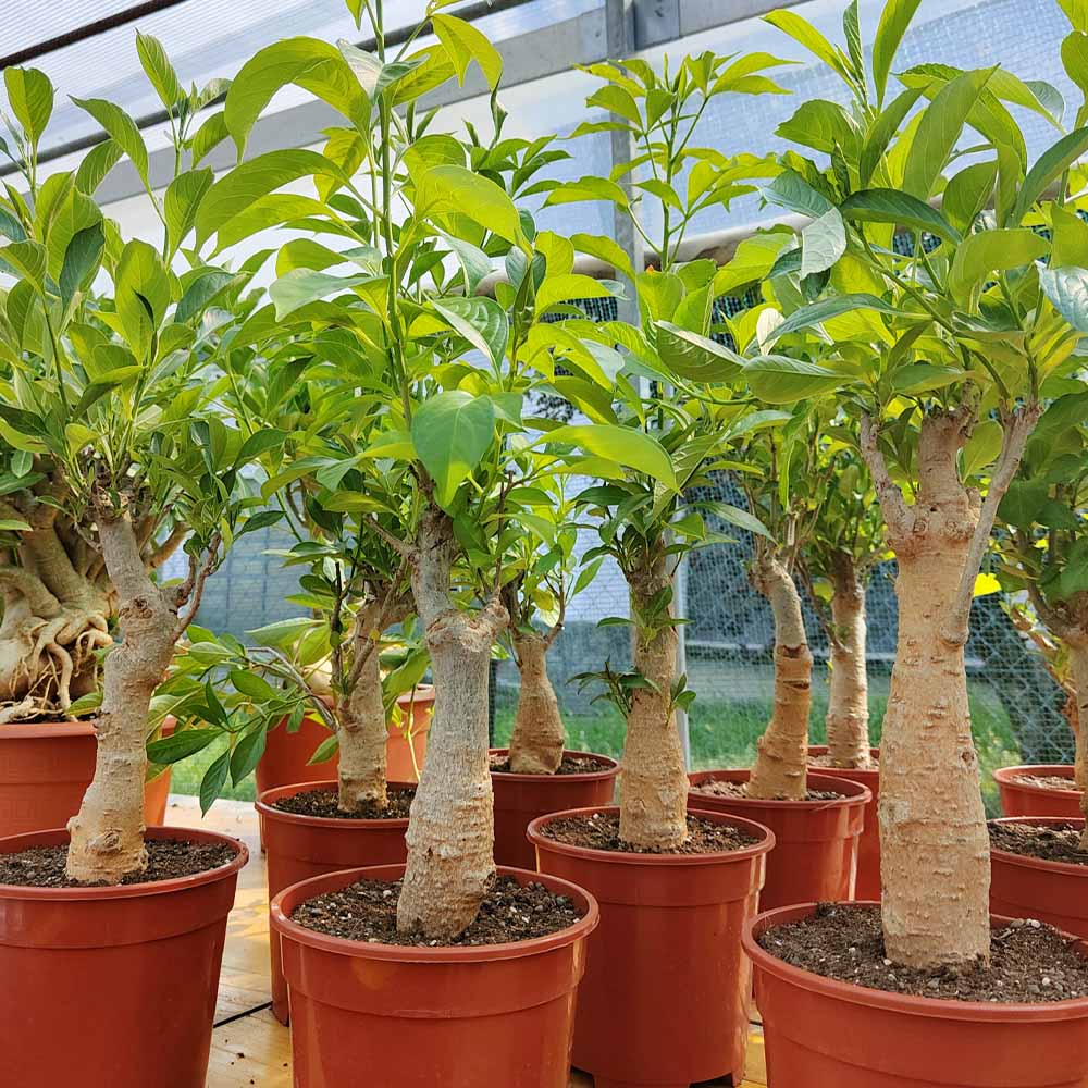 baobab africano