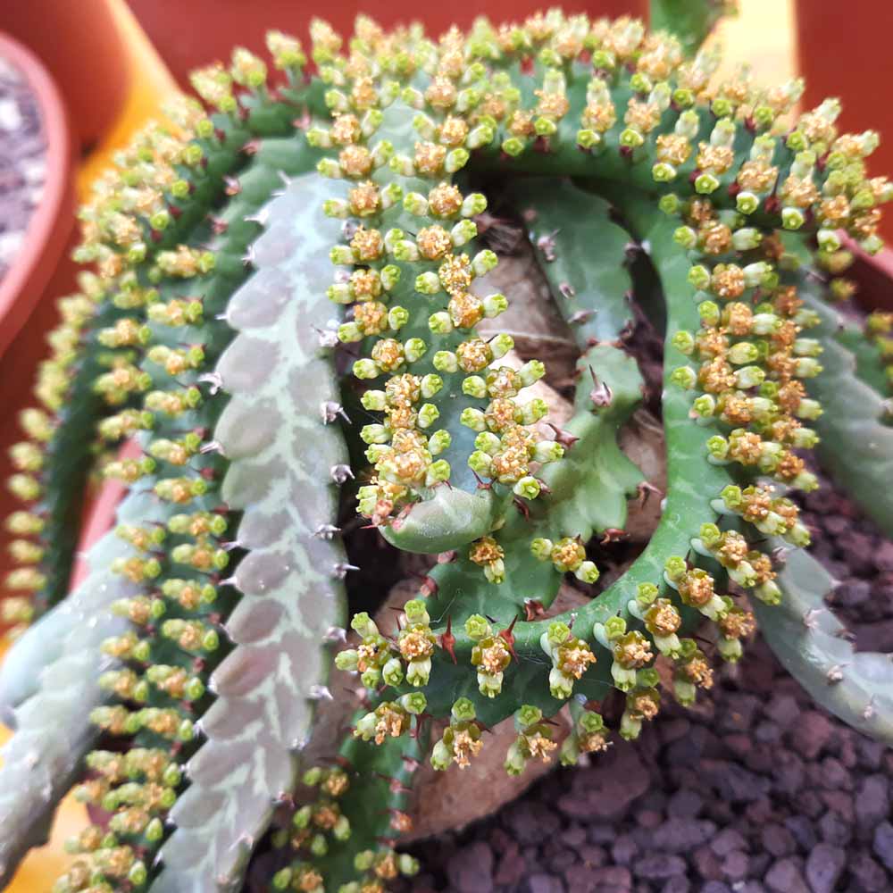 euphorbia stellata