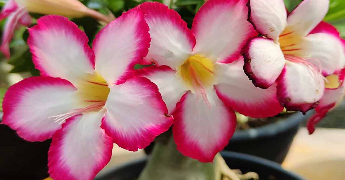 Adenium