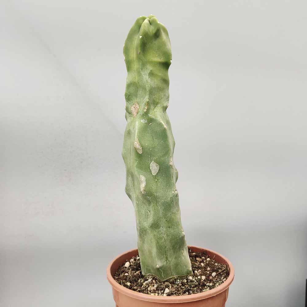 lophocereus schotti cactus