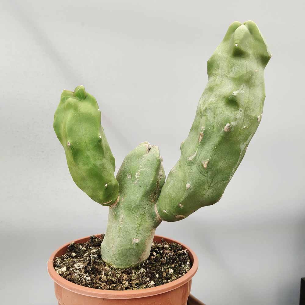 lophocereus schotti cactus