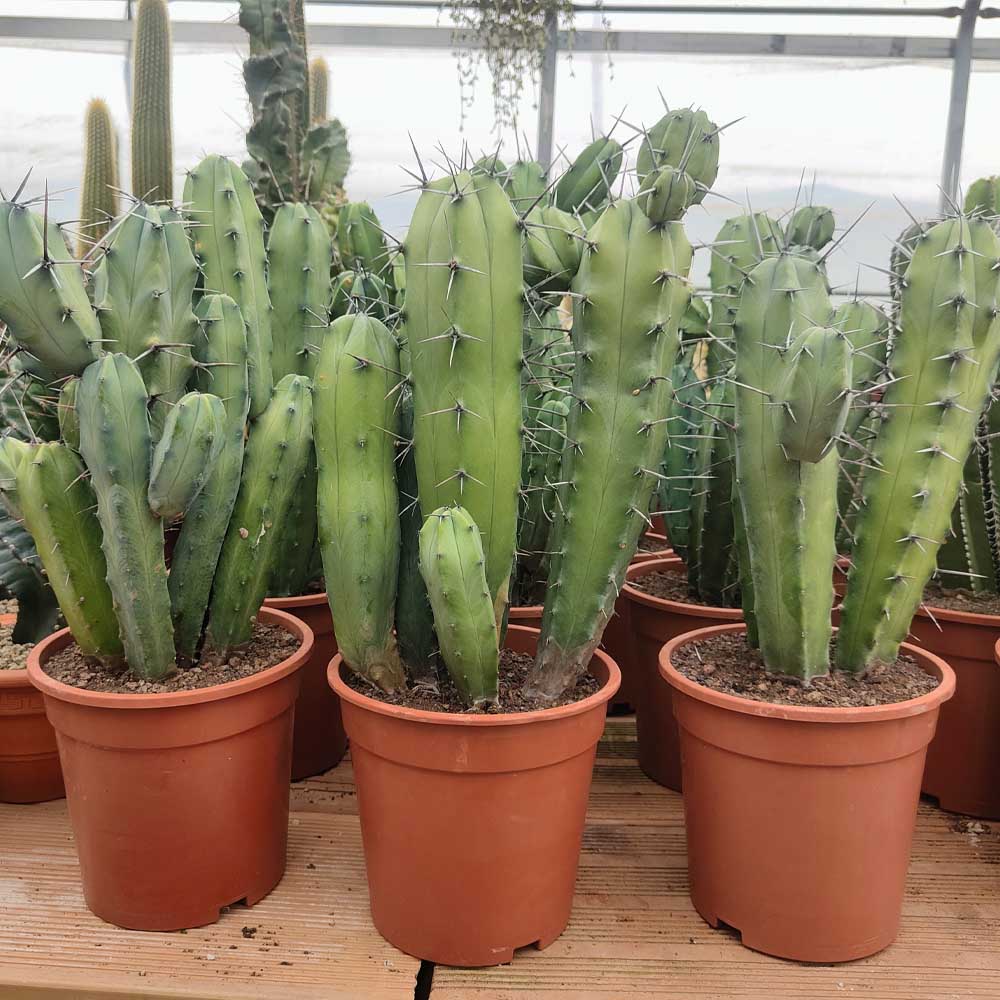myrtillocactus geometrizans cactus