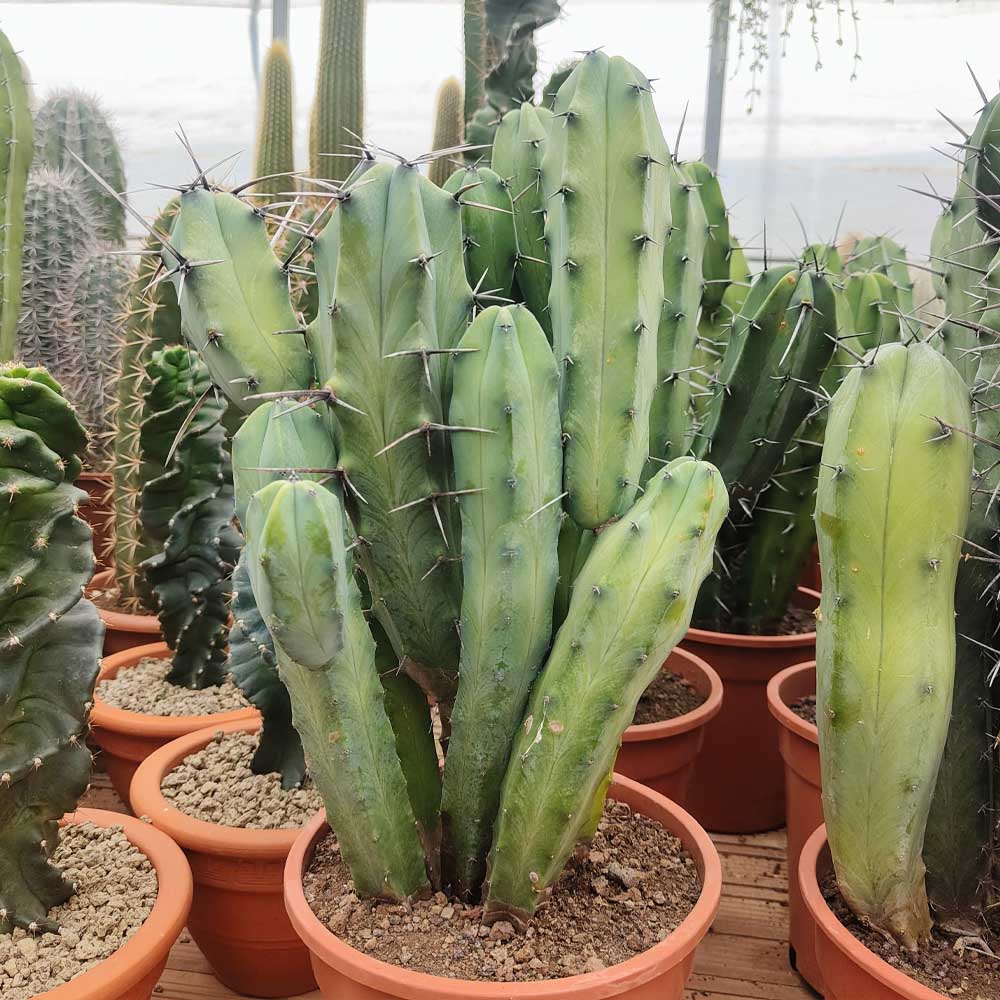 myrtillocactus geometrizans pianta