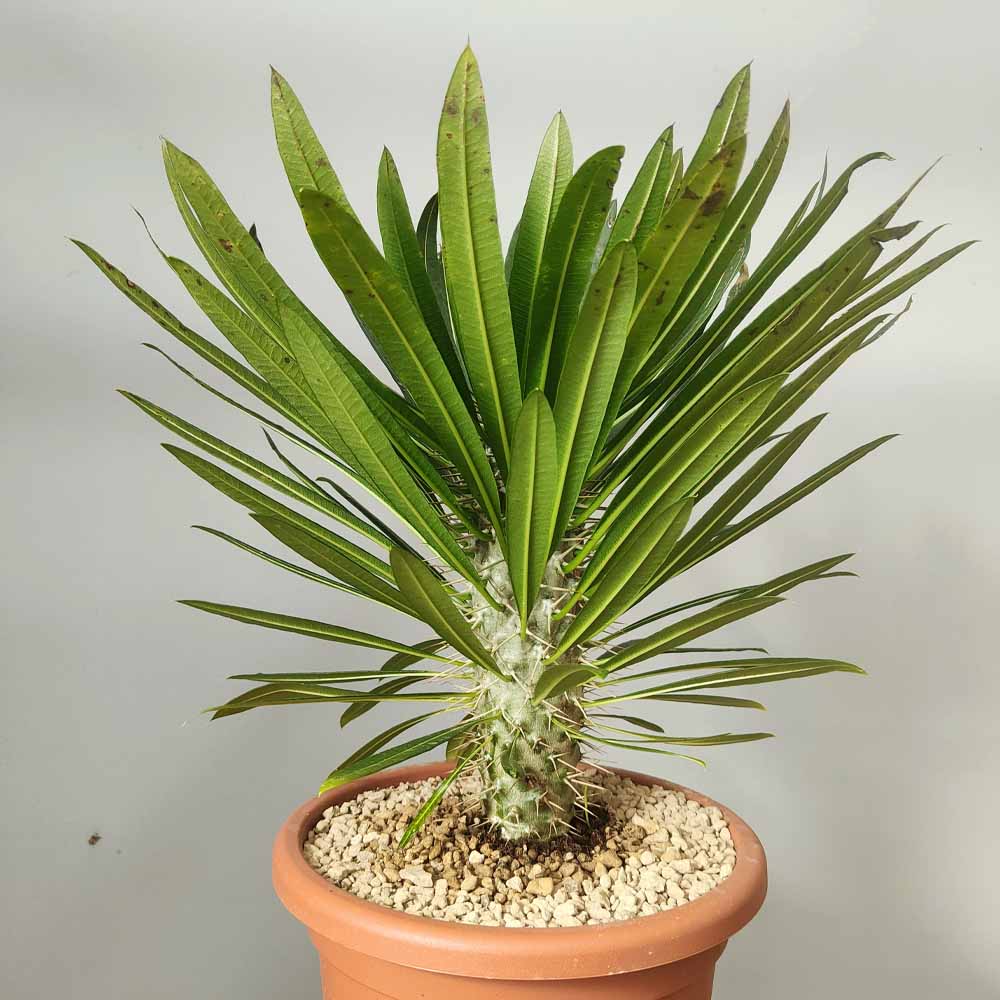 pachypodium lamerei