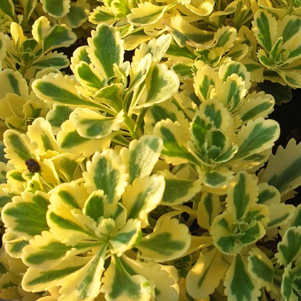 sedum selskianum variegatum