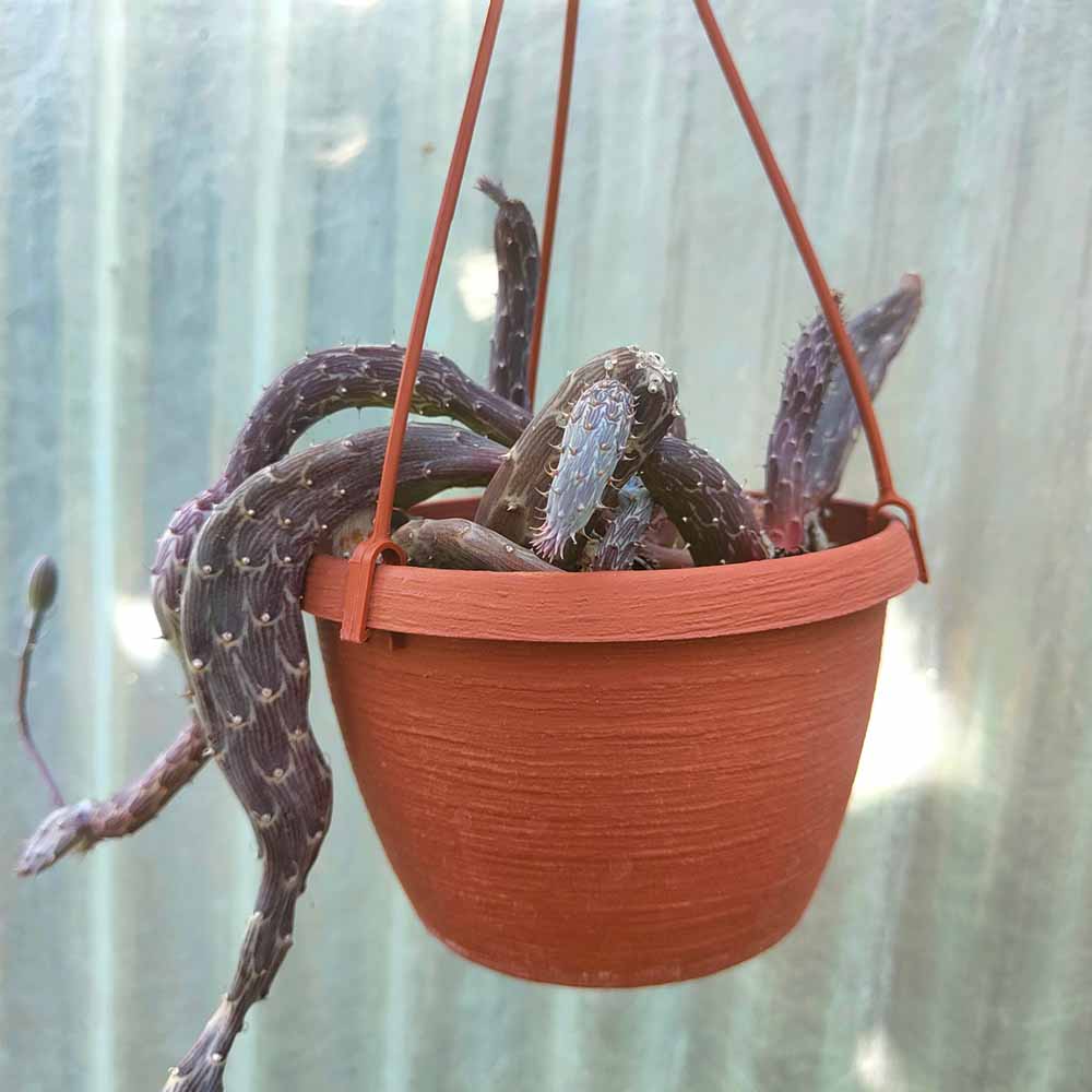 senecio pendulus