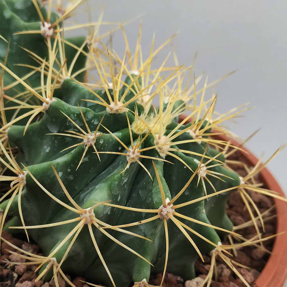ferocactus glaucescens