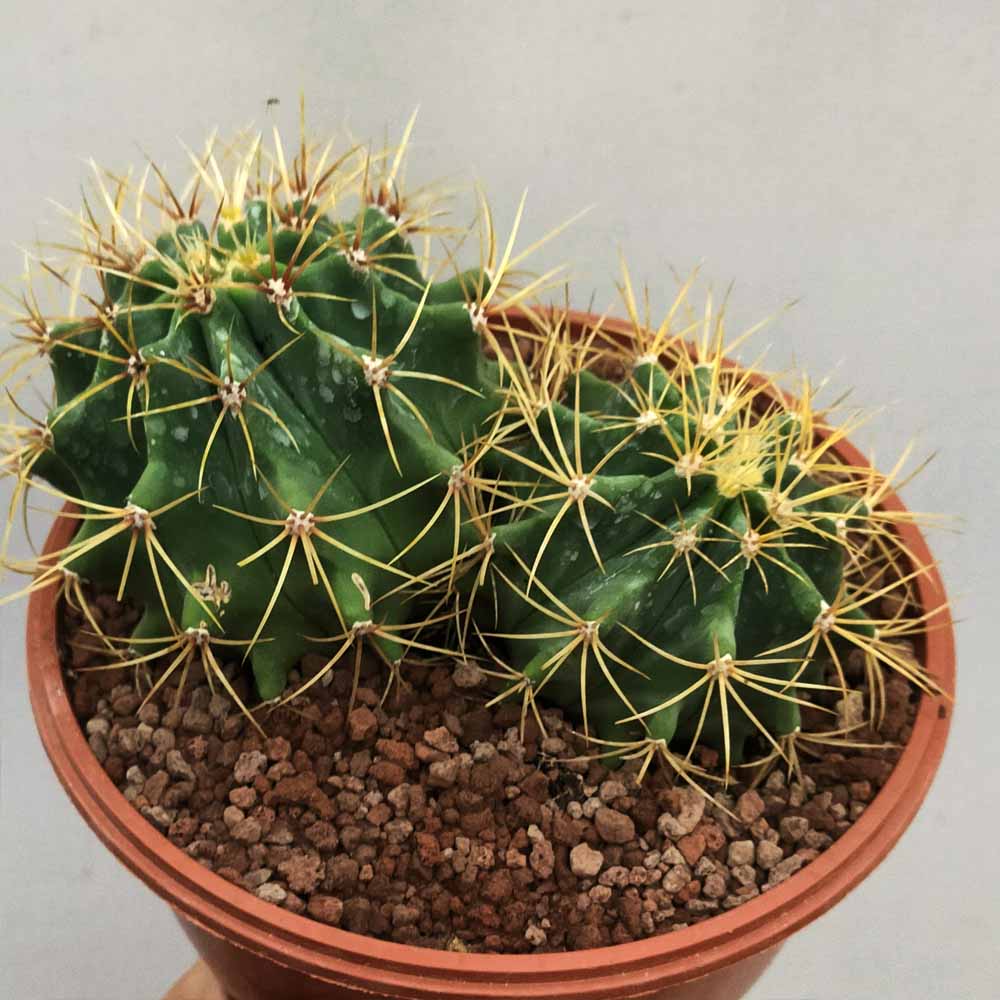 ferocactus glaucescens cactus