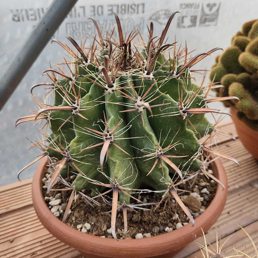 ferocactus horridus cactus