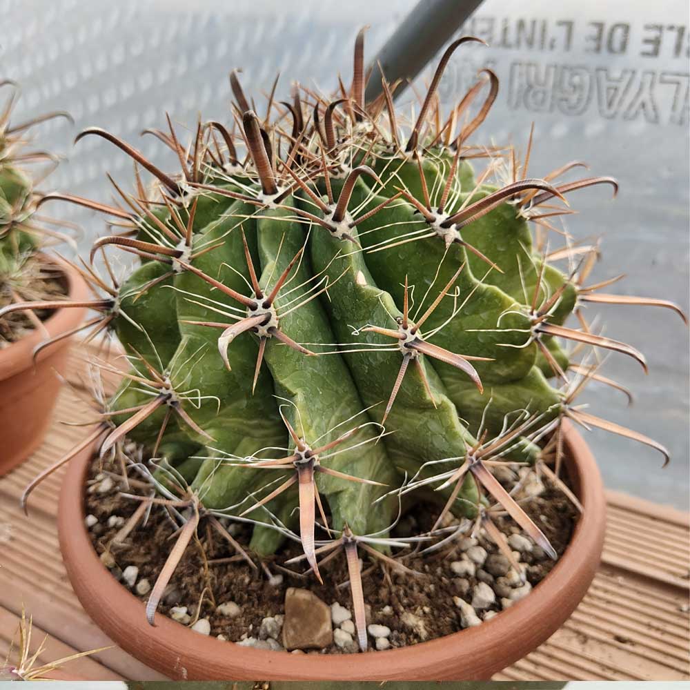 ferocactus horridus herrerae