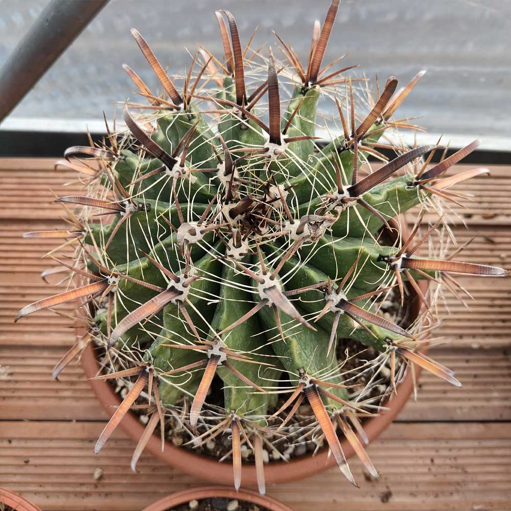 ferocactus horridus pianta cactus