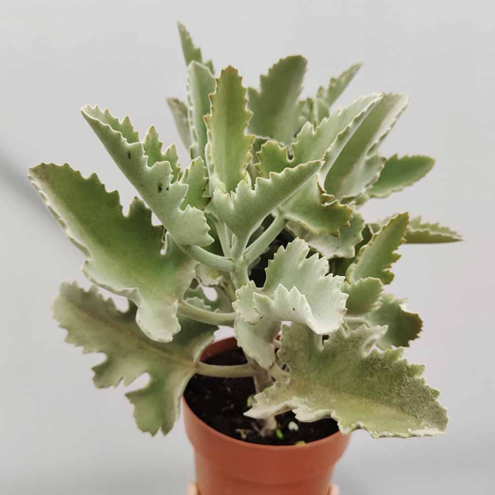 kalanchoe oeak leaf