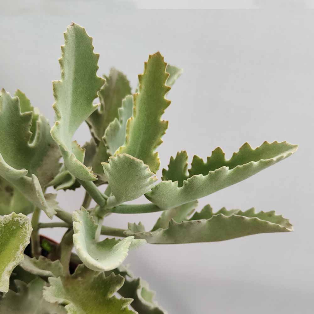 kalanchoe oeak leaf pianta