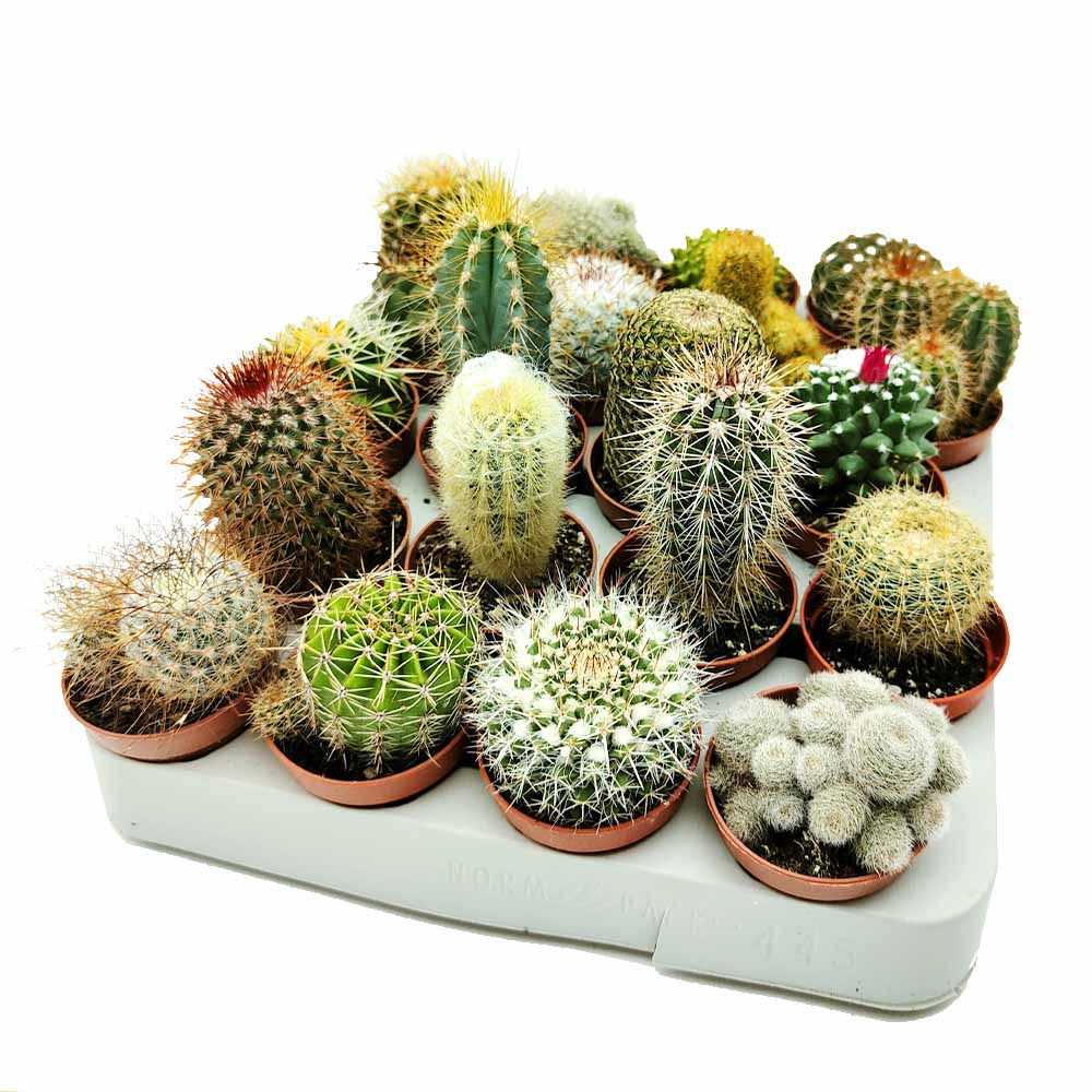 SET piantine cactusjpg
