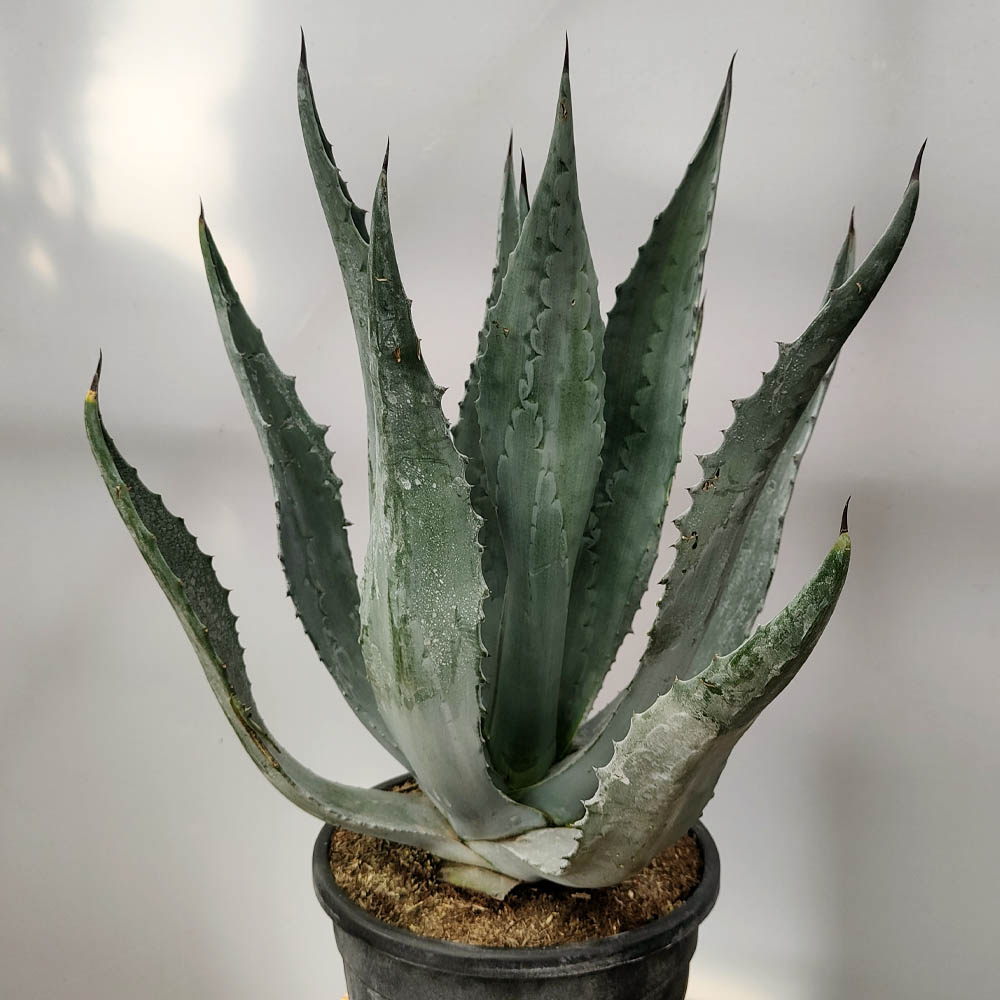 agave americana