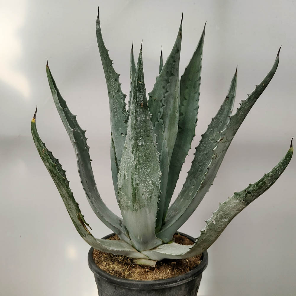 agave americana pianta