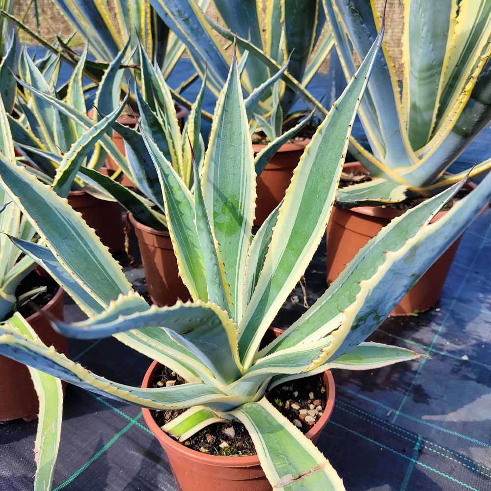 agave americana variegata pianta