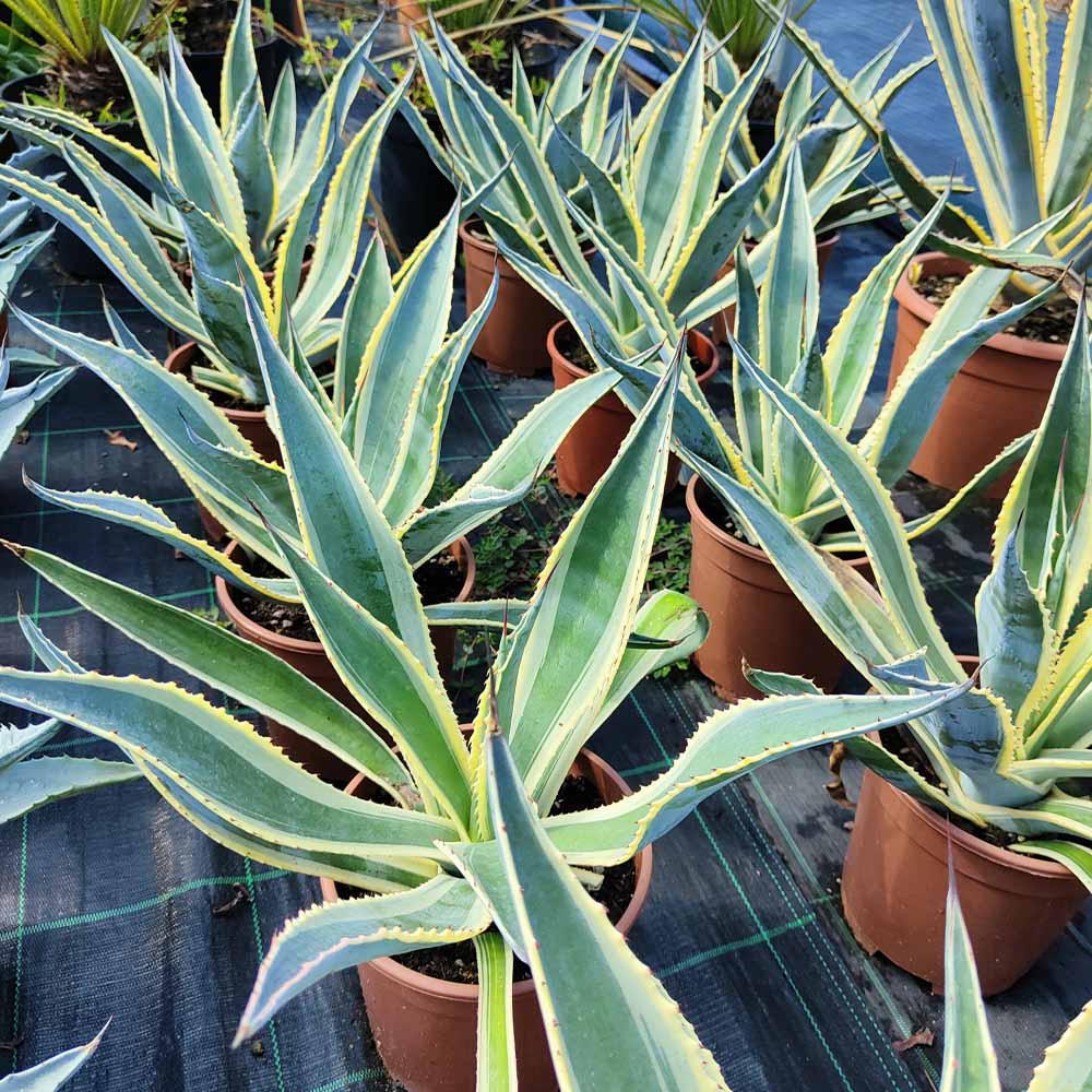 agave americana variegata