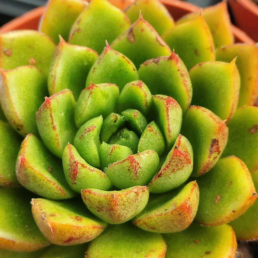 echeveria atroviridis verde