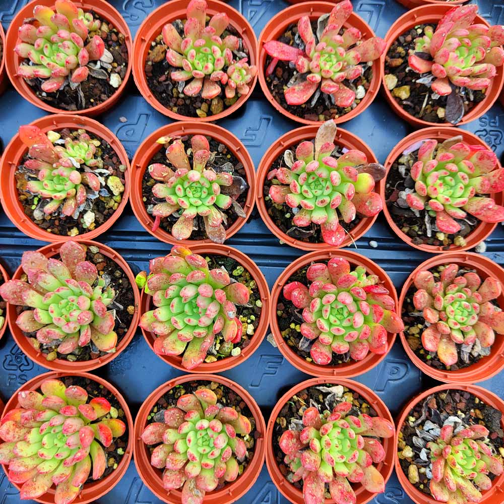 echeveria bashful pianta