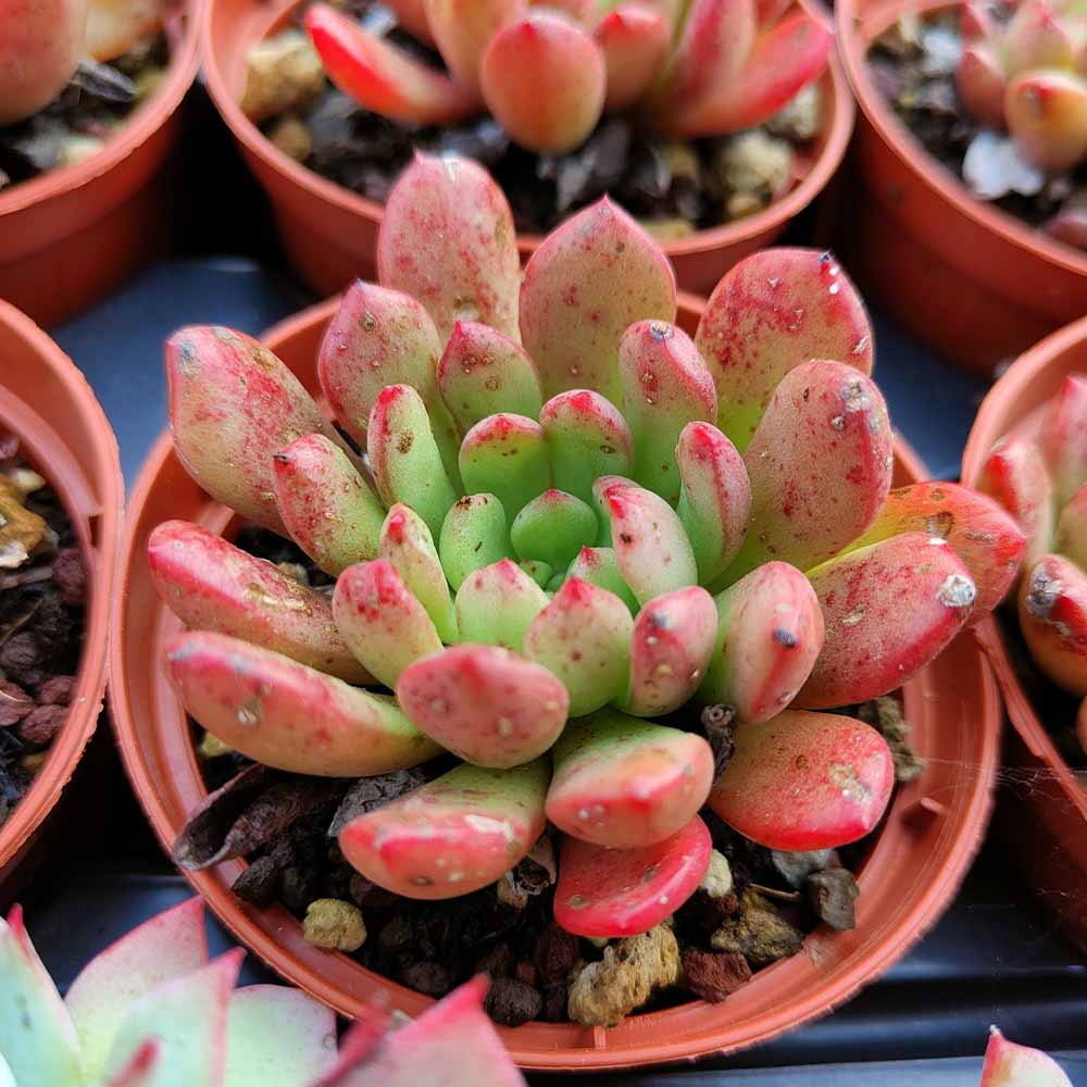 echeveria bashful