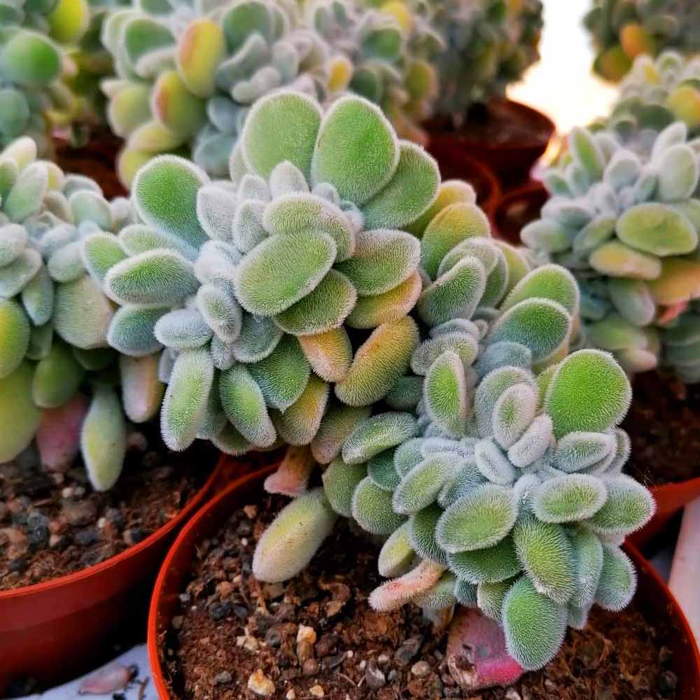 echeveria frosty crestata