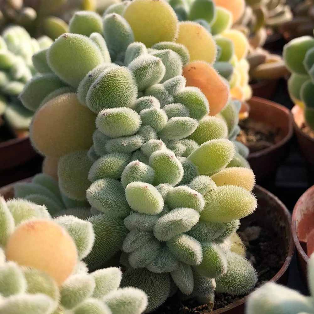 echeveria frosty crestata pianta grassa