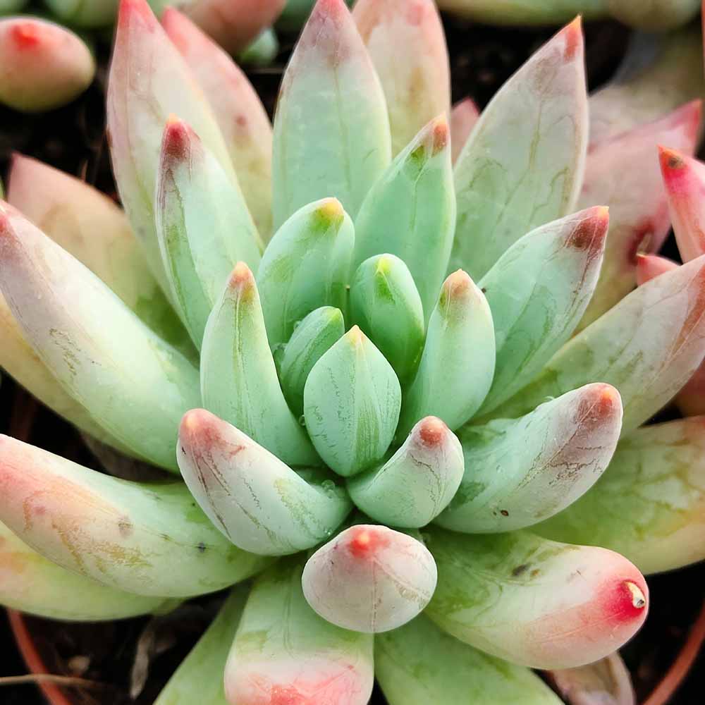 echeveria glauca pianta