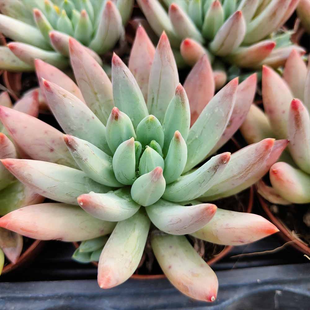 echeveria glauca