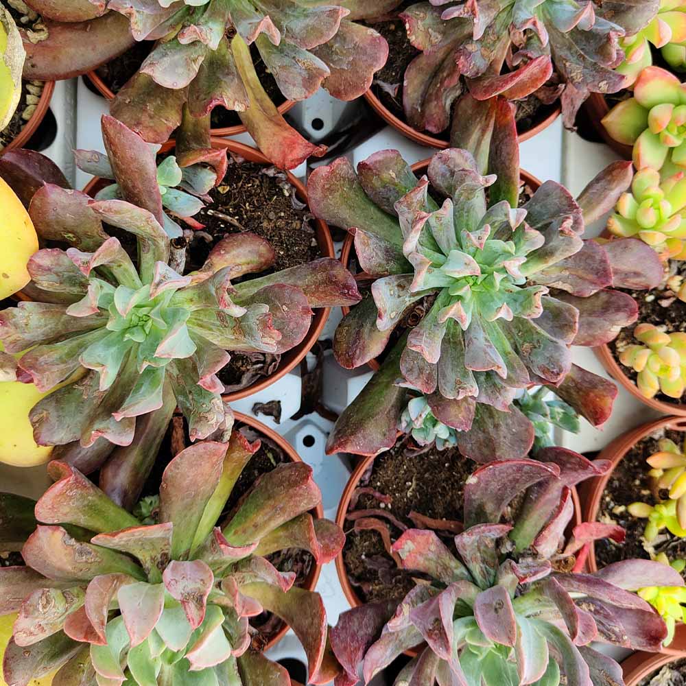 echeveria hybrid pianta