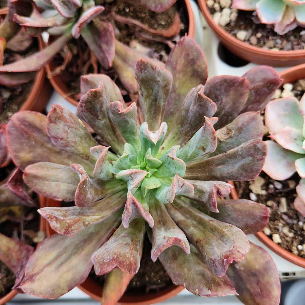 echeveria hybrid