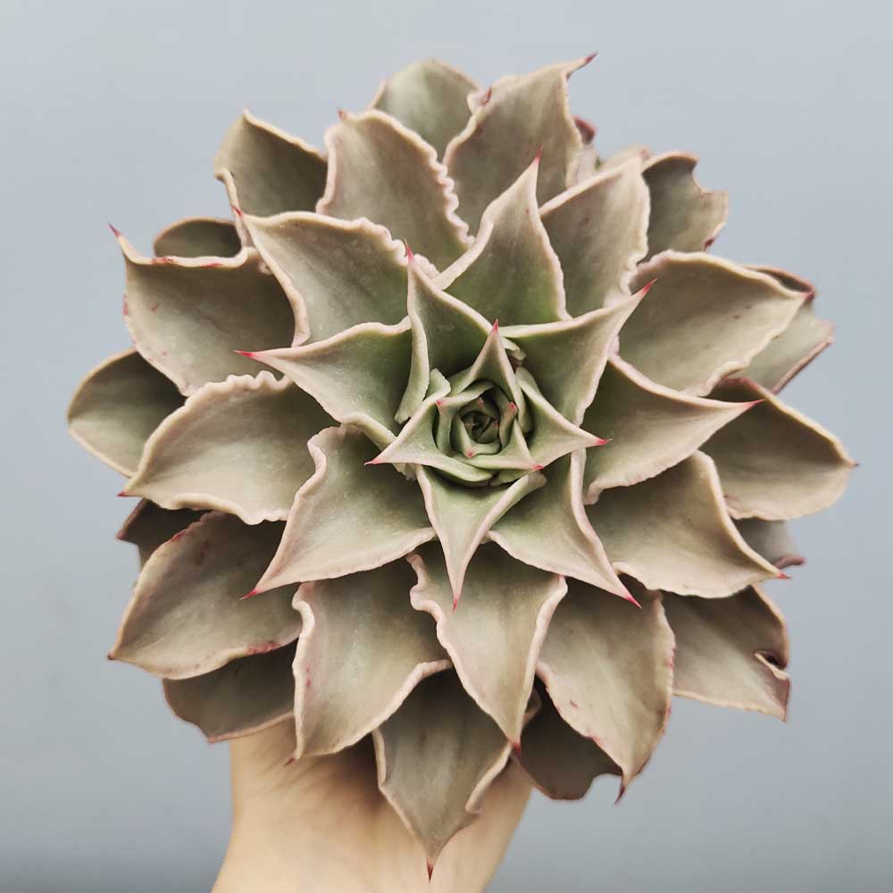 echeveria madiba