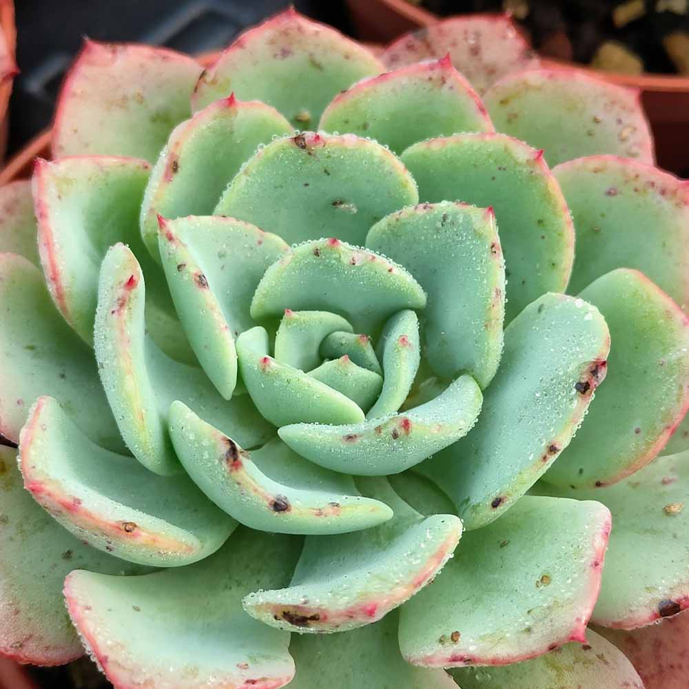 echeveria swirl cactus