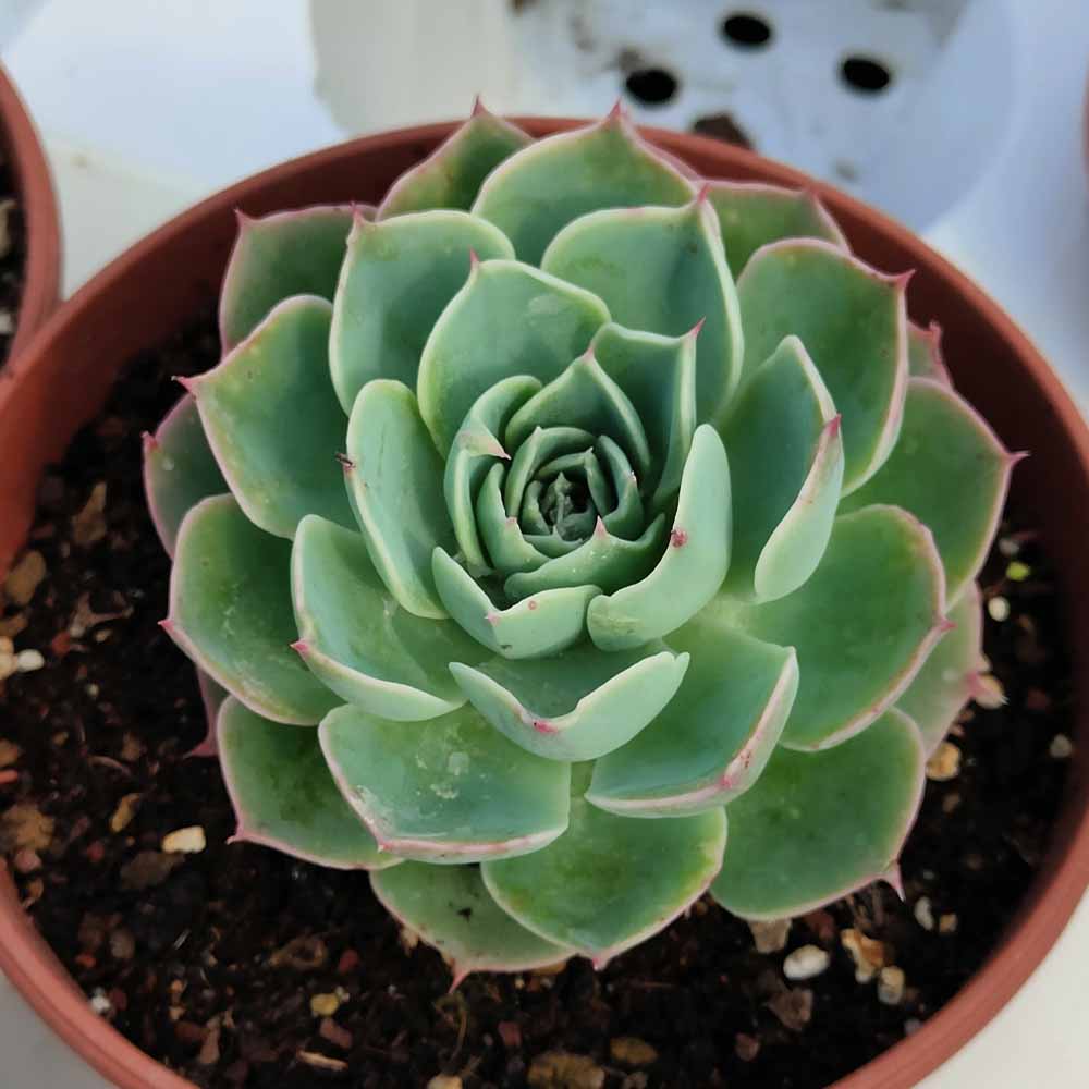 echeveria western blue