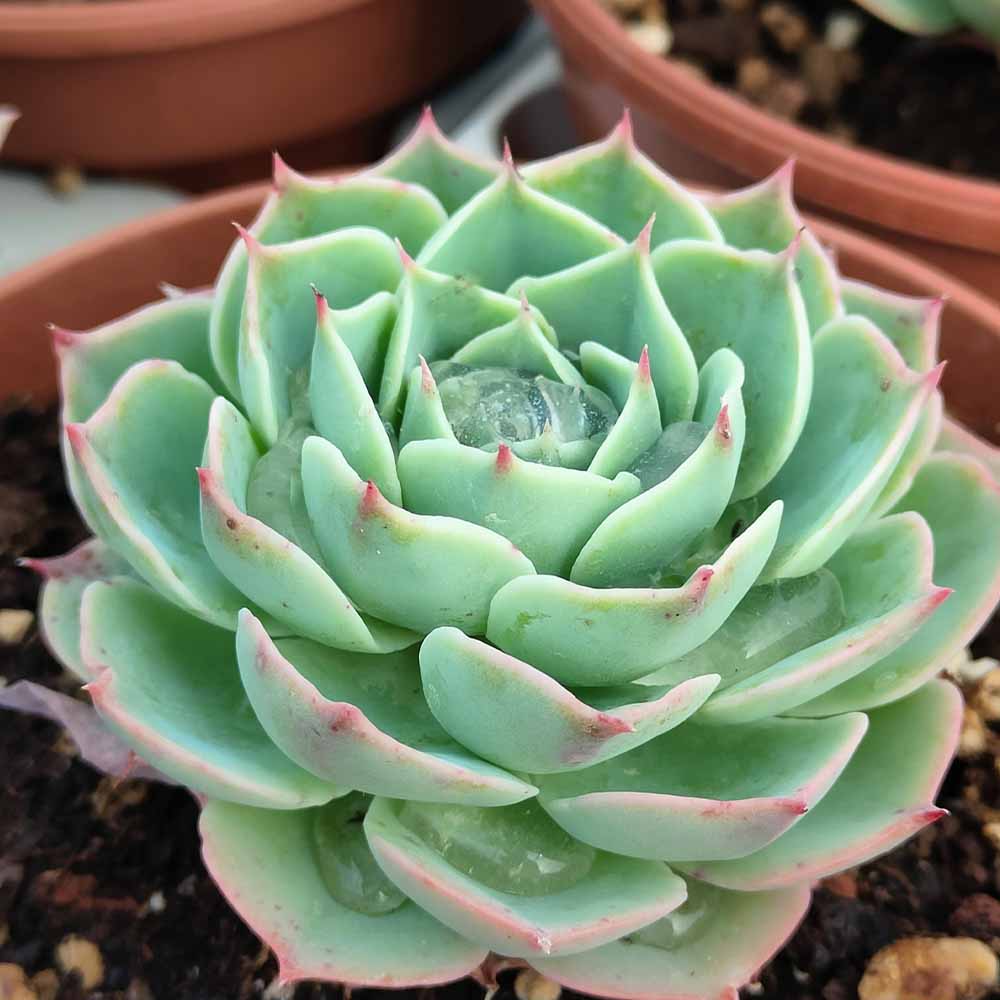 echeveria western blue pianta succulente