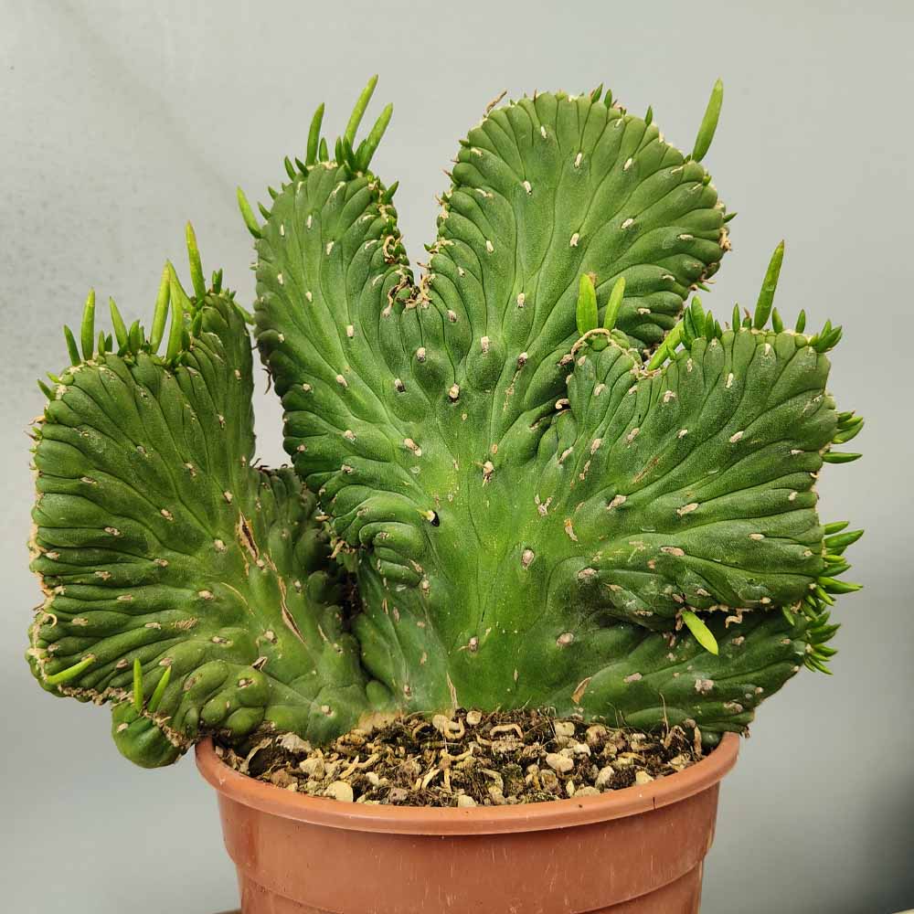 opuntia subulata crestata
