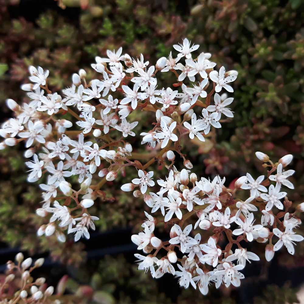 sedum coral carpet fiore