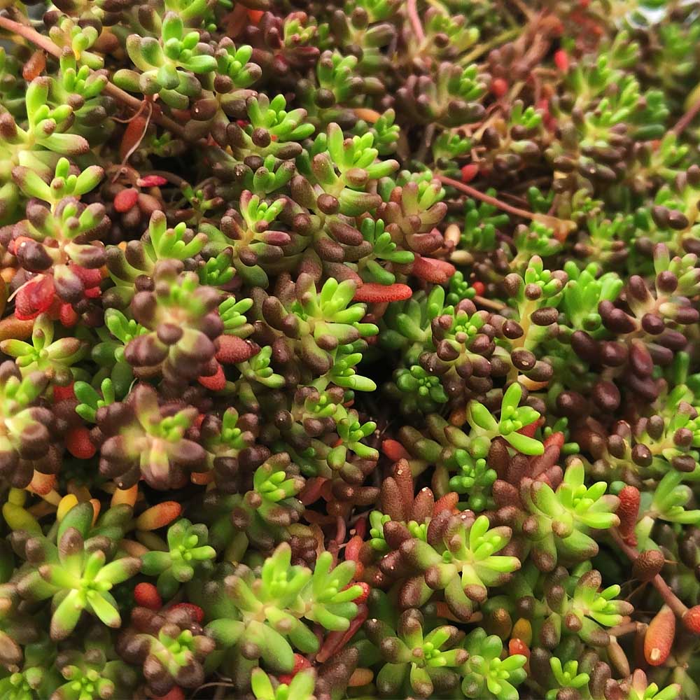 sedum coral carpet pianta