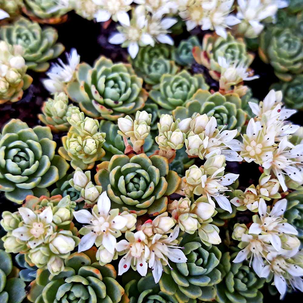 sedum pachyclados fiore
