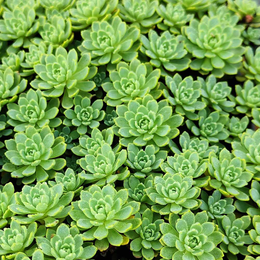 sedum pachyclados