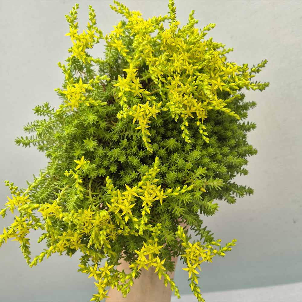 sedum sexangulare