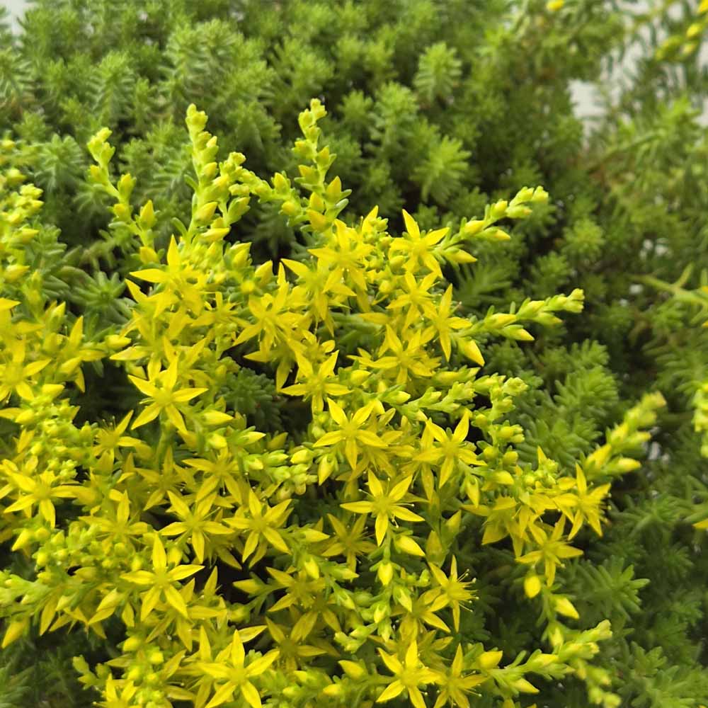 sedum sexangulare fiore