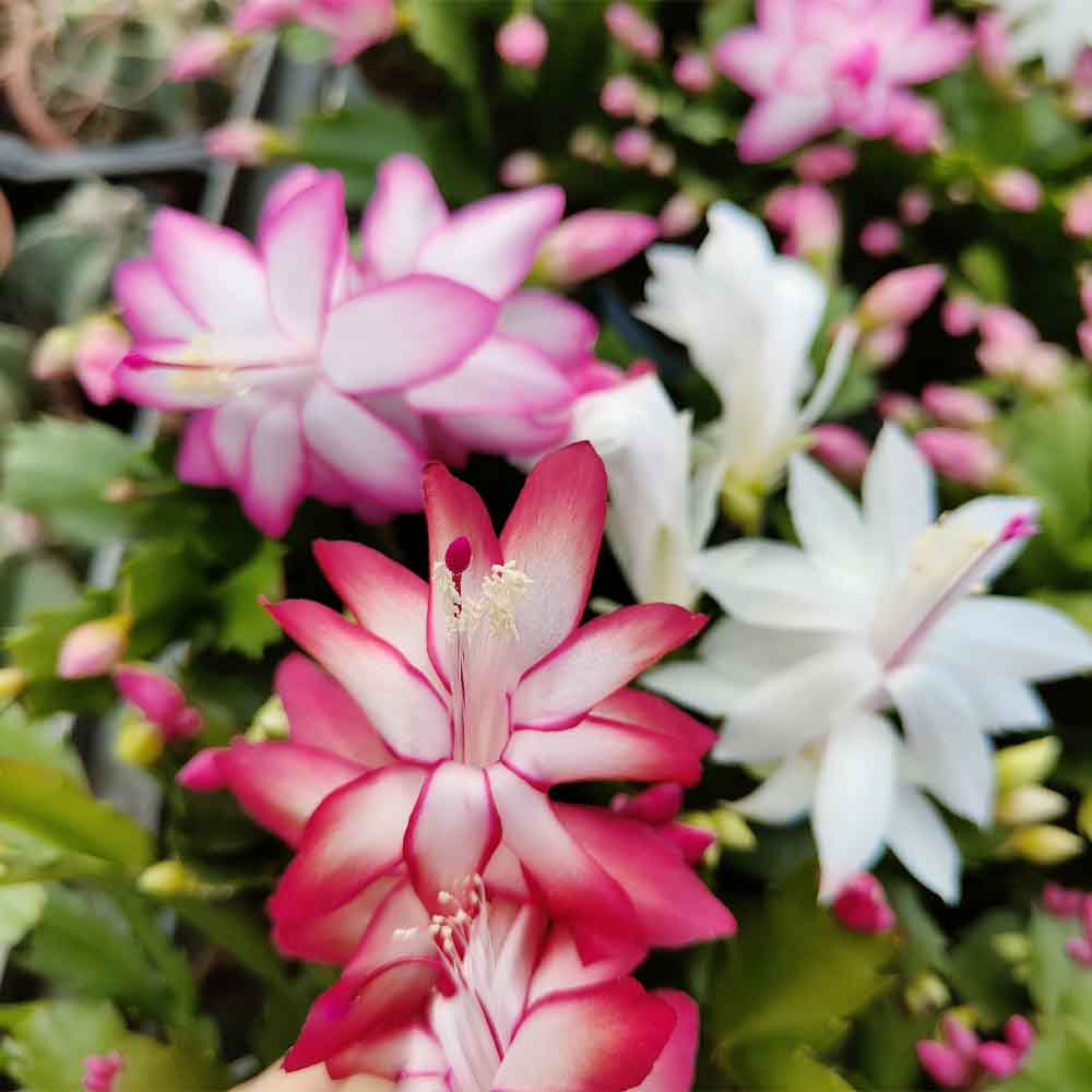 SCHLUMBERGERA fiore