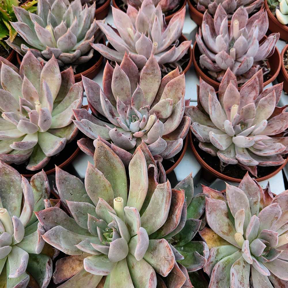 echeveria mensa pianta