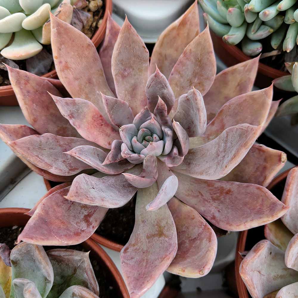 echeveria mensa