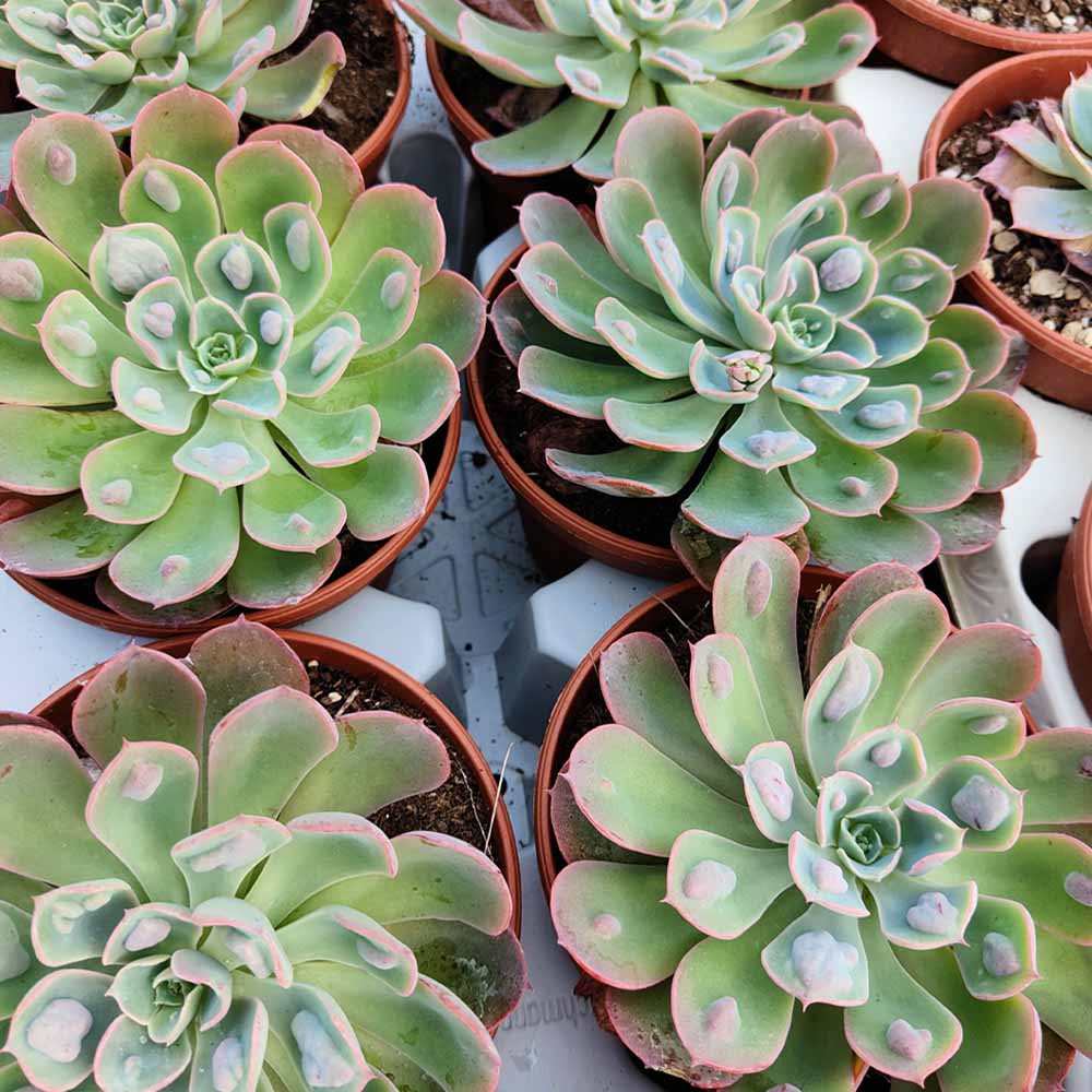 echeveria raindrops pianta