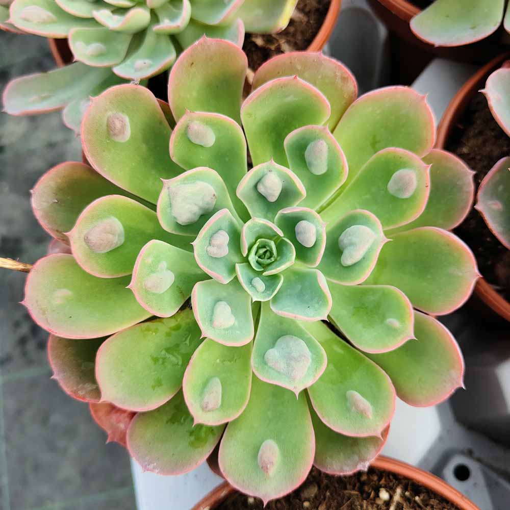 echeveria raindrops