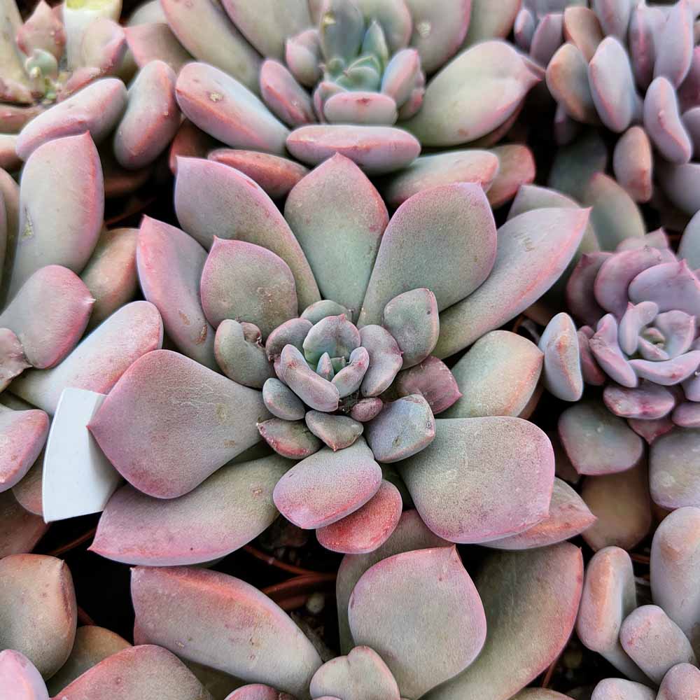 graptoveria debbie