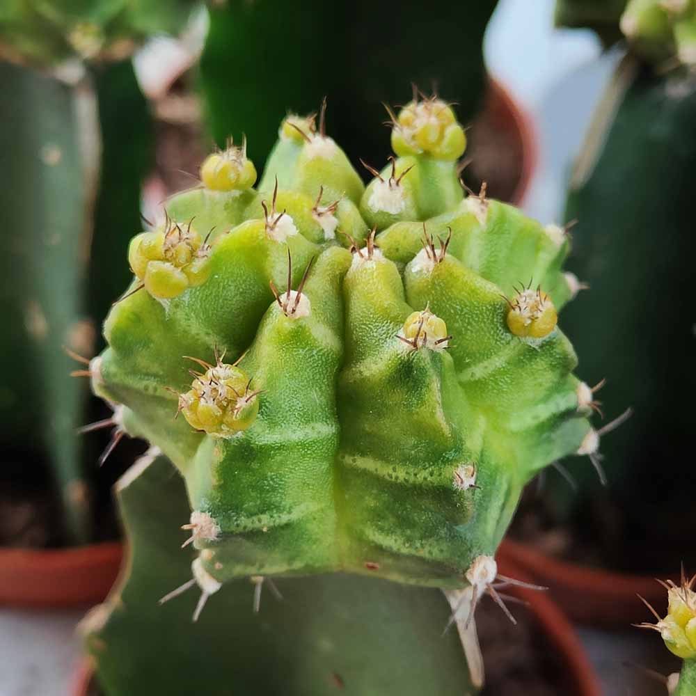 gymnocalycium hibotan verde