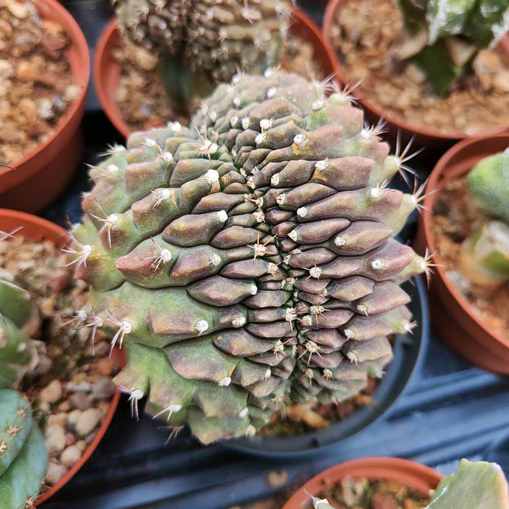 gymnocalycium sp crestato